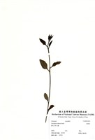 藏品(大葉桉)的圖片